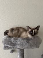 Siamese Cats for sale in Escondido, CA, USA. price: $250