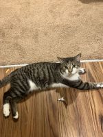 Siamese Cats for sale in Clinton Twp, MI, USA. price: $300