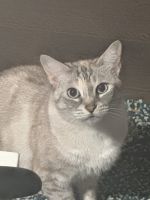 Siamese Cats for sale in Los Angeles, CA 90033, USA. price: $100