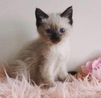 Siamese Cats for sale in Quincy, IL, USA. price: $700