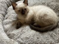 Siamese Cats for sale in Baltimore, MD, USA. price: $550