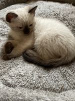 Male Siamese kitten