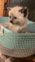 Siamese Cats for sale in St Charles, IA 50240, USA. price: $450