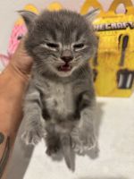 Siamese Cats for sale in Westminster, CA, USA. price: $400