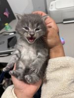 Lynx point siamese /mixed with russian blue