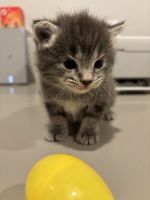 Lynx point siamese /mixed with russian blue