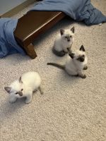 Siamese Cats for sale in Vancouver, WA, USA. price: $1,800