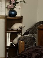 World Class Purebred Siamese