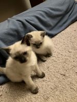 World Class Purebred Siamese