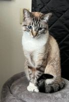 Siamese Cats for sale in Monterey, CA, USA. price: $800