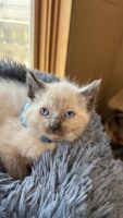 Siamese Cats for sale in St Charles, IA 50240, USA. price: $500