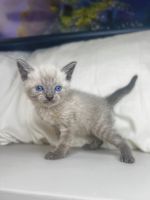 Siamese Cats for sale in Knoxville, TN, USA. price: $350
