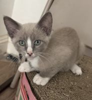 Siamese Cats for sale in City of Industry, CA, USA. price: $450