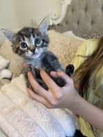 12 Week old Siamese Kittens