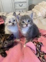 12 Week old Siamese Kittens