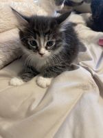 12 Week old Siamese Kittens