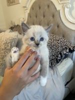 Siamese Cats for sale in Winchester, CA, USA. price: NA