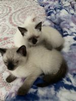 Siamese Cats for sale in Douglasville, GA, USA. price: $300