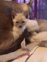 Siamese Kitten’s for sale