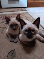 Siamese Kitten’s for sale