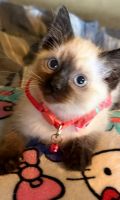 Siamese Cats for sale in St Charles, IA 50240, USA. price: $500