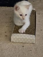 Siamese Cats for sale in Douglasville, GA, USA. price: $250