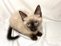 Siamese Cats for sale in Oakland, CA, USA. price: $700