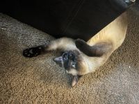 Siamese Cats for sale in College Park, GA 30349, USA. price: $500