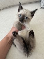 Siamese kittens available now