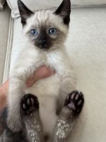 Siamese kittens available now