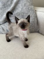 Siamese Cats for sale in Chicago, IL, USA. price: $850