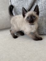 Siamese kitten