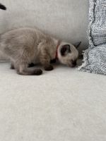 Siamese kitten
