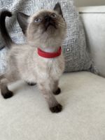 Siamese kitten