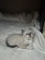 Siamese Cats for sale in Fresno, CA, USA. price: $150