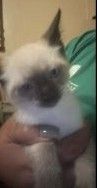 Siamese Cats for sale in Philadelphia, PA, USA. price: $200