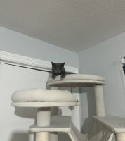 Siamese Cats for sale in Winter Park, FL, USA. price: $50