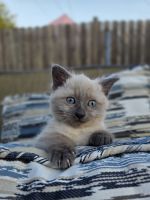 Siamese Cats for sale in Sacramento, CA 95841, USA. price: $300