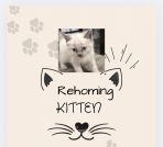 Siamese Cats for sale in La Habra, CA 90631, USA. price: $300