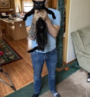 Siamese Cats for sale in Rockwood, MI 48173, USA. price: NA