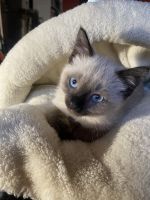 Adorable Siamese kittens!