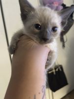 Siamese Cats for sale in Phoenix, AZ, USA. price: $600