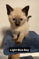 Siamese Cats for sale in Appleton, WI, USA. price: $250