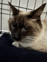Siamese Cats for sale in Orlando, FL, USA. price: $25