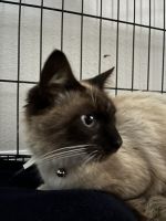 Beautiful cat needs to be only pet