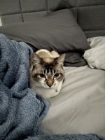 Siamese Cats for sale in Mesa, AZ, USA. price: $300