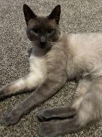 Siamese Cats for sale in Laveen Village, AZ 85339, USA. price: $40