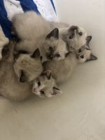 Siamese kittens