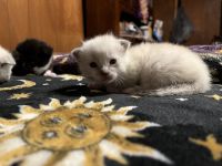 Sweet adorable seal point siamese kitten
