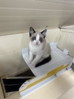 Siamese Snowshoe Kittens